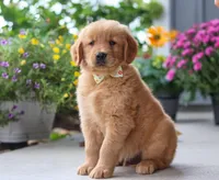 Mustang, a male Golden Retriever for sale in Fresno, OH – Photo 7 of 7