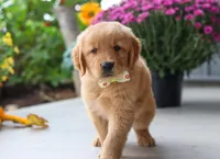 Mustang, a male Golden Retriever for sale in Fresno, OH – Photo 5 of 7