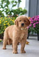 Mustang, a male Golden Retriever for sale in Fresno, OH – Photo 3 of 7