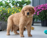 Mustang, a male Golden Retriever for sale in Fresno, OH – Photo 6 of 7