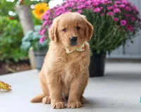 Mustang, a male Golden Retriever for sale in Fresno, OH – Photo 2 of 7