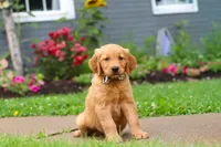 Buster, a male Golden Retriever for sale in Fresno, OH – 6 of 7