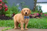 Biscuit, a male Golden Retriever for sale in Fresno, OH – 3 of 8