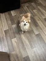 Cubby, a male Pomeranian for sale in Westville, OK – 2 of 3