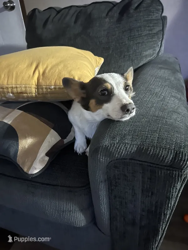 Bingo , a female Pembroke Welsh Corgi for sale in Westville, OK – 1 of 3