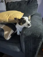 Bingo , a female Pembroke Welsh Corgi for sale in Westville, OK – 1 of 3