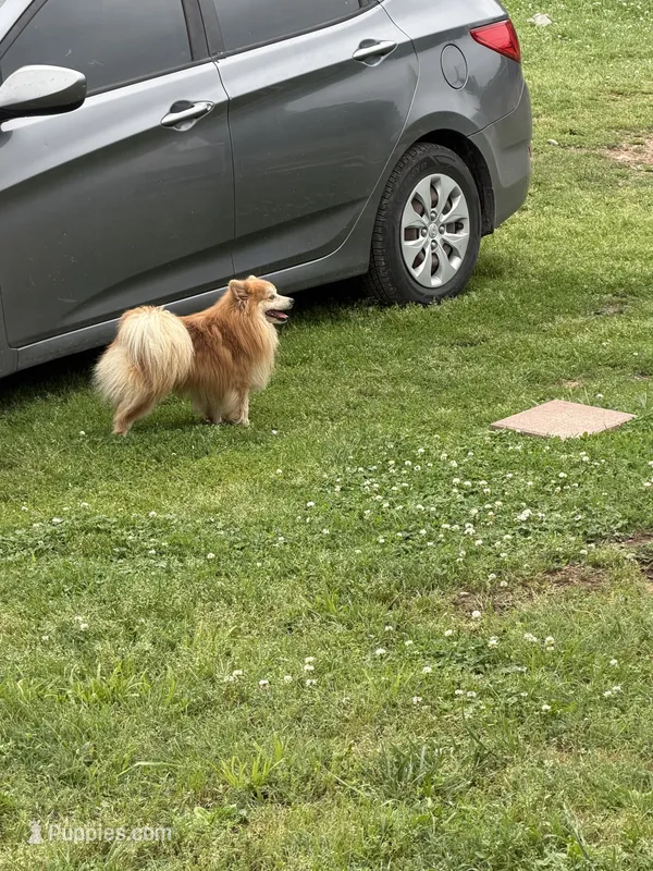Cubby, a male Pomeranian for sale in Westville, OK – 1 of 3
