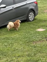 Cubby, a male Pomeranian for sale in Westville, OK – 1 of 3