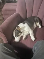 Bingo , a female Pembroke Welsh Corgi for sale in Westville, OK – 2 of 3