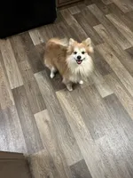 Cubby, a male Pomeranian for sale in Westville, OK – 3 of 3