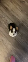 Bingo , a female Pembroke Welsh Corgi for sale in Westville, OK – 3 of 3