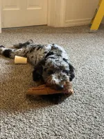 Maple , a female Miniature Bernedoodle for sale in Marshall, MI – 2 of 2