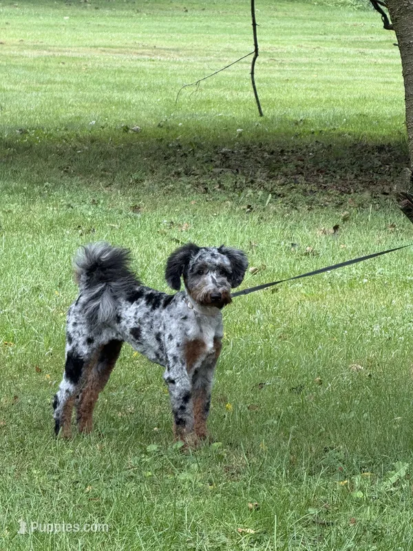 Maple  – Miniature Bernedoodle puppy for sale in Marshall, MI