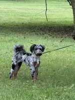 Maple , a female Miniature Bernedoodle for sale in Marshall, MI – 1 of 2