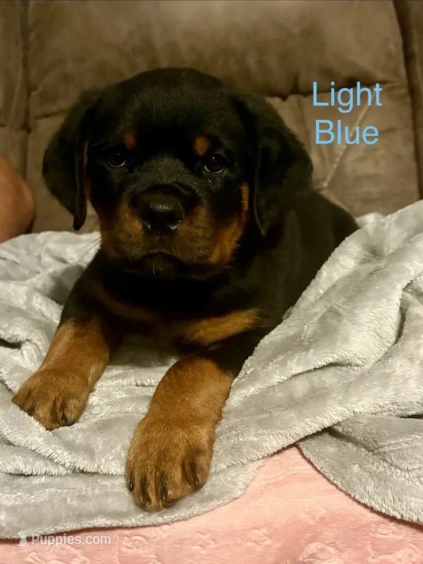 Light Blue  – Rottweiler puppy for sale in Ashland, KY