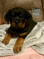 Light Blue , a male Rottweiler for sale in Ashland, KY – 1 of 5