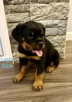 Light Blue , a male Rottweiler for sale in Ashland, KY – 3 of 5