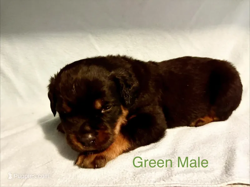 Green Male – Rottweiler puppy for sale in Ashland, KY