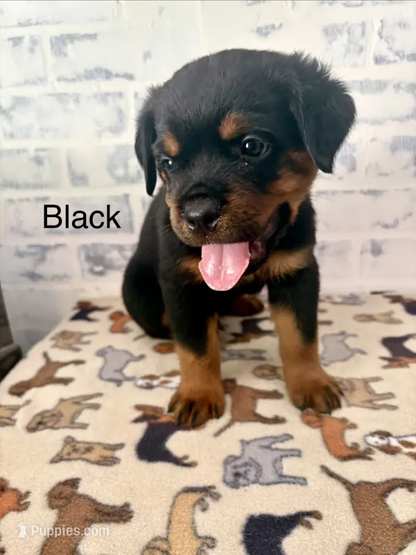 Black Male – Rottweiler puppy for sale in Ashland, KY