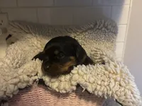 Purple Female, a female Rottweiler for sale in Ashland, KY – 3 of 5
