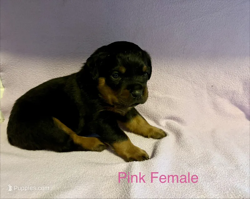 Pink Female – Rottweiler puppy for sale in Ashland, KY
