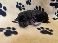 Purple Female, a female Rottweiler for sale in Ashland, KY – 4 of 5