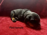 Red Female, a female Rottweiler for sale in Ashland, KY – 2 of 5