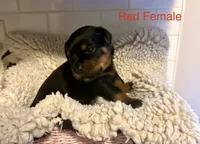 Red Female, a female Rottweiler for sale in Ashland, KY – 1 of 5