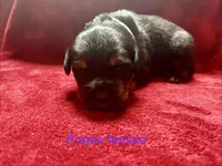 Purple Female, a female Rottweiler for sale in Ashland, KY – 2 of 5