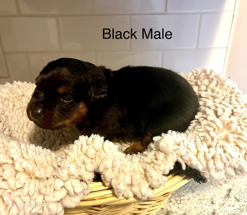 Black Male – Rottweiler puppy for sale in Ashland, KY