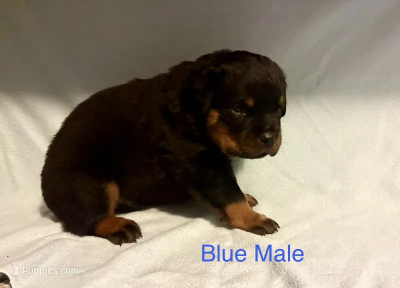 Blue Male – Rottweiler puppy for sale in Ashland, KY