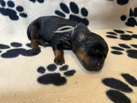 Orange Female, a female Rottweiler for sale in Ashland, KY – 4 of 5