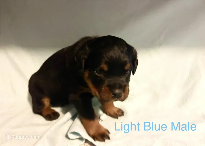 Light Blue Male – Rottweiler puppy for sale in Ashland, KY