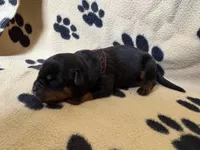 Black Male, a male Rottweiler for sale in Ashland, KY – 3 of 5