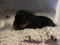 Yellow Female, a female Rottweiler for sale in Ashland, KY – 2 of 5