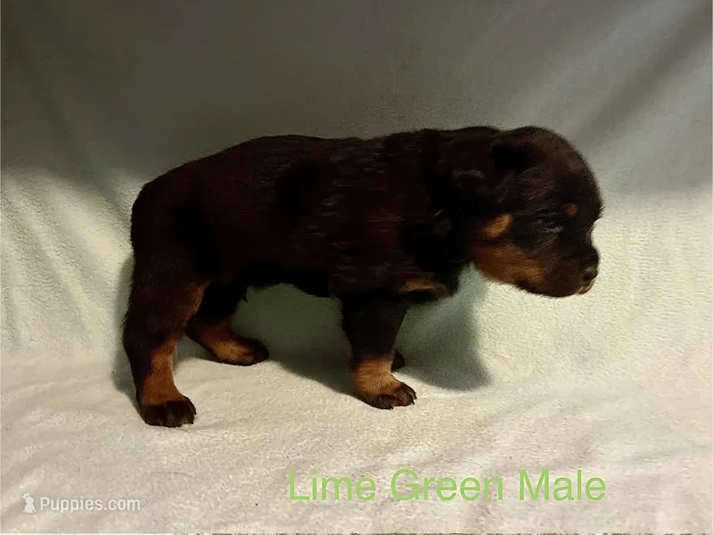 Lime Green Male – Rottweiler puppy for sale in Ashland, KY