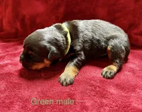 Green Male, a male Rottweiler for sale in Ashland, KY – 2 of 5