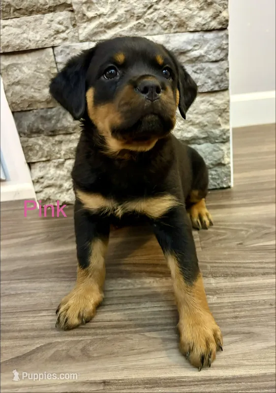 Pink Female – Rottweiler puppy for sale in Ashland, KY