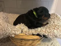 Lime Green Male, a male Rottweiler for sale in Ashland, KY – 2 of 5