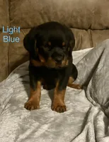 Light Blue , a male Rottweiler for sale in Ashland, KY – 2 of 5
