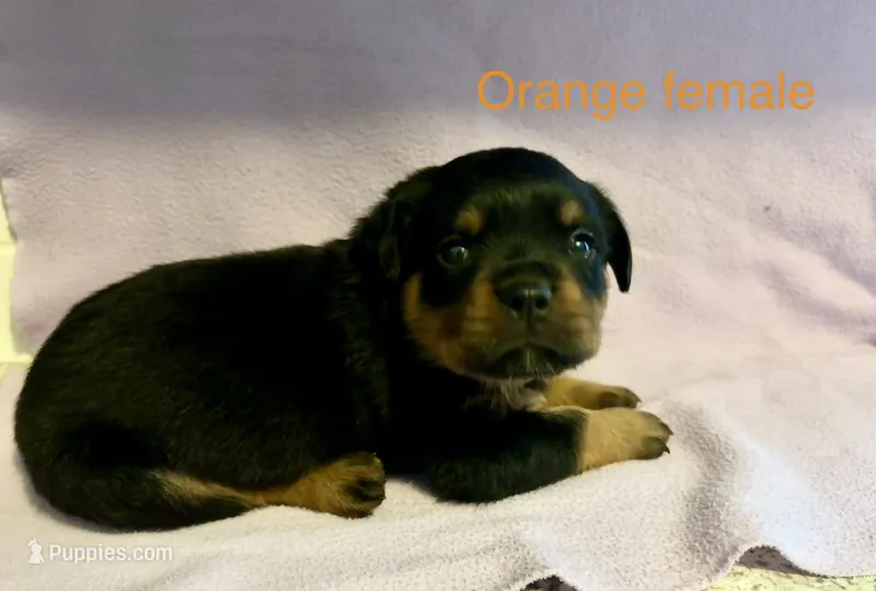 Orange Female – Rottweiler puppy for sale in Ashland, KY