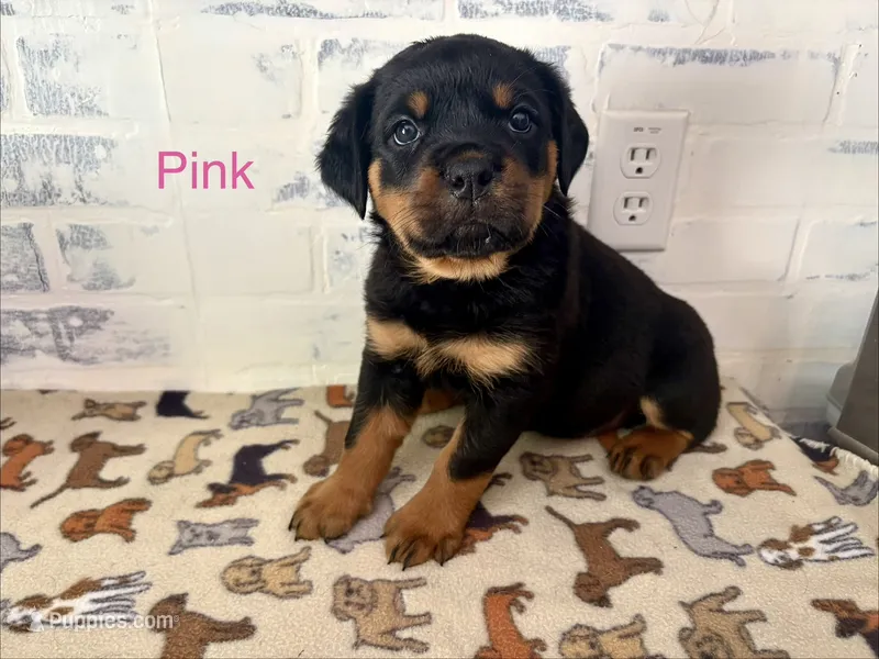 Pink Female – Rottweiler puppy for sale in Ashland, KY