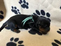 Blue Male, a male Rottweiler for sale in Ashland, KY – 4 of 5