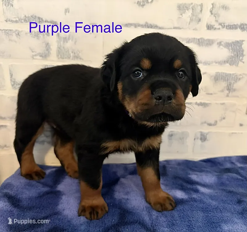 Purple Female – Rottweiler puppy for sale in Ashland, KY