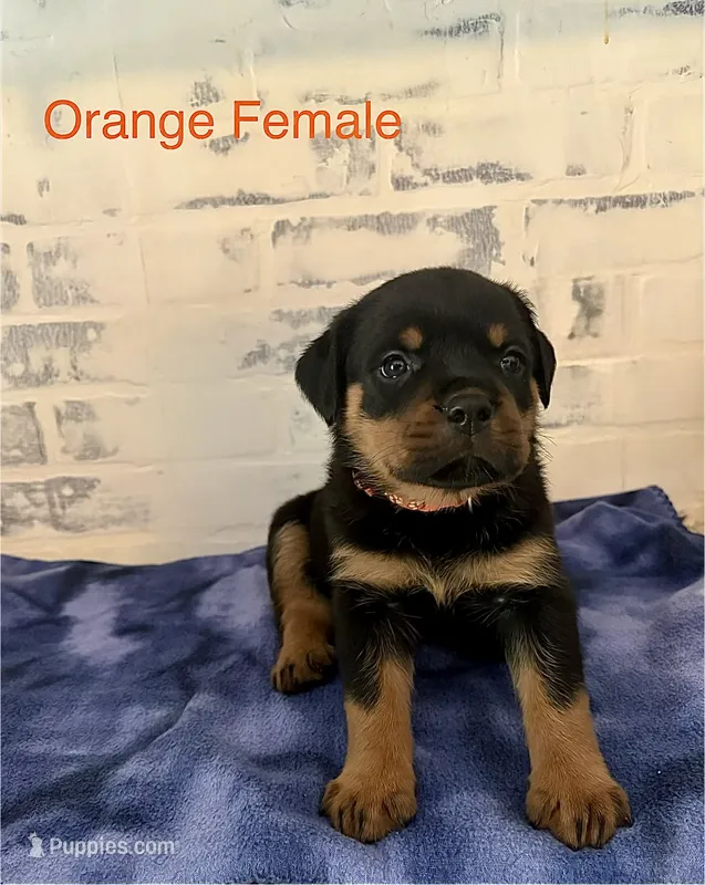 Orange Female – Rottweiler puppy for sale in Ashland, KY