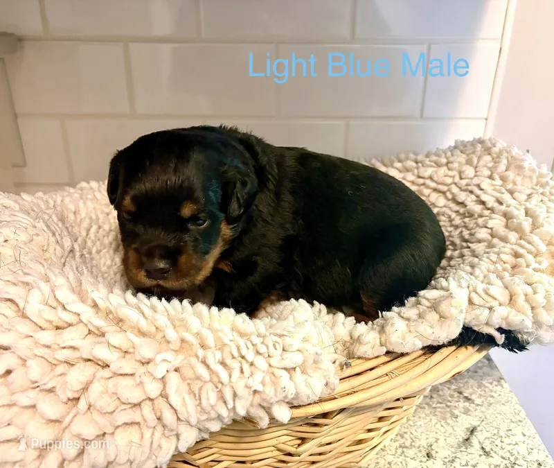 Light Blue Male – Rottweiler puppy for sale in Ashland, KY