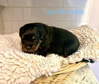 Light Blue Male, a male Rottweiler for sale in Ashland, KY – 1 of 5