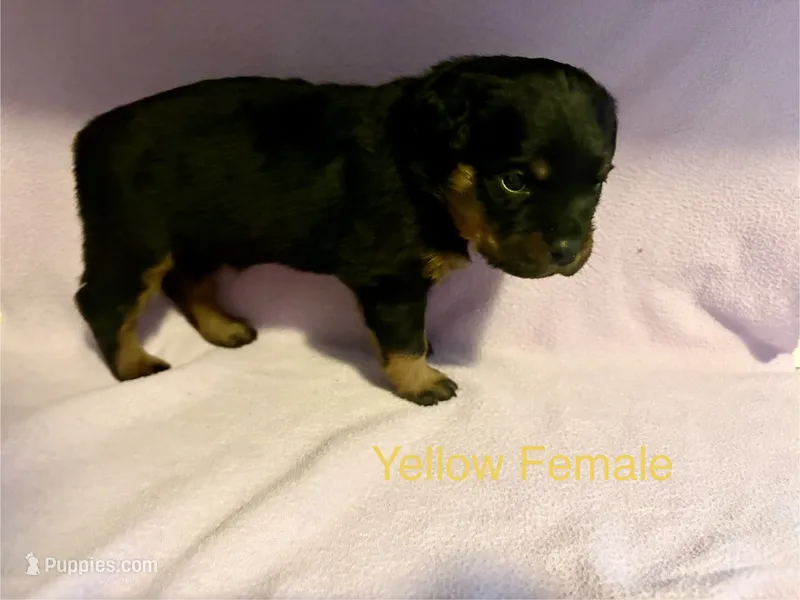 Yellow Female – Rottweiler puppy for sale in Ashland, KY