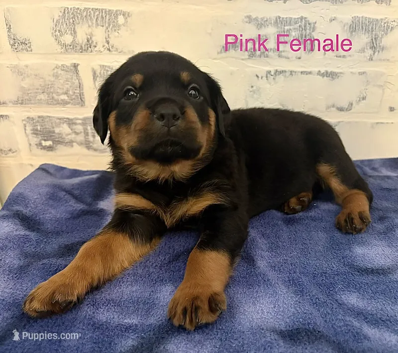 Pink Female – Rottweiler puppy for sale in Ashland, KY