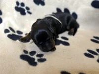 Green Male, a male Rottweiler for sale in Ashland, KY – 4 of 5